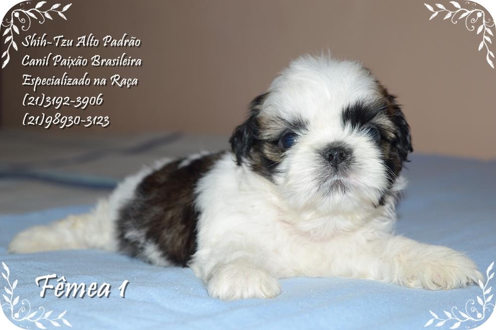 canil shih tzu rio de janeiro